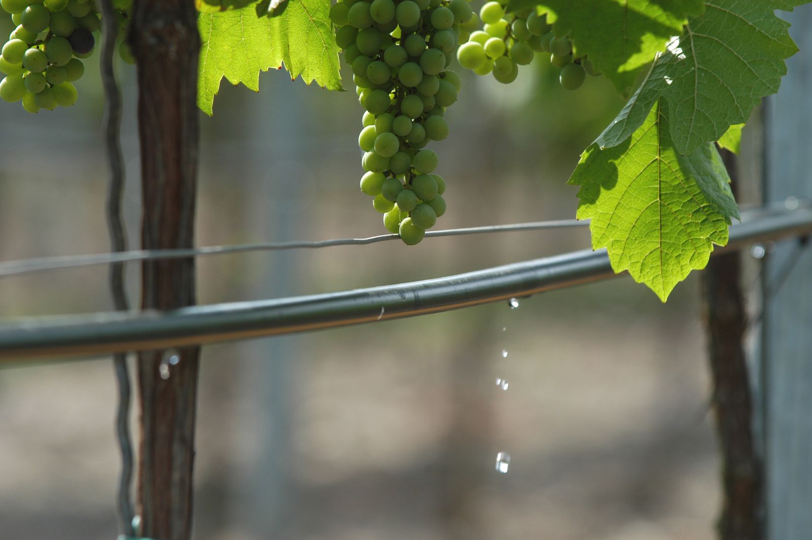 Drip irrigation on grapes