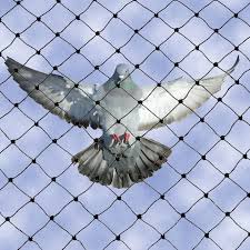 Why are Anti-Bird Nets Important In Farming? - Mazero agrifood company