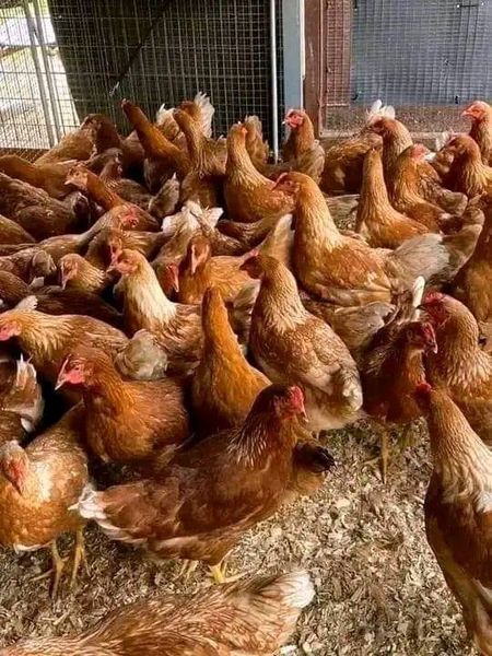 Poultry Farming 