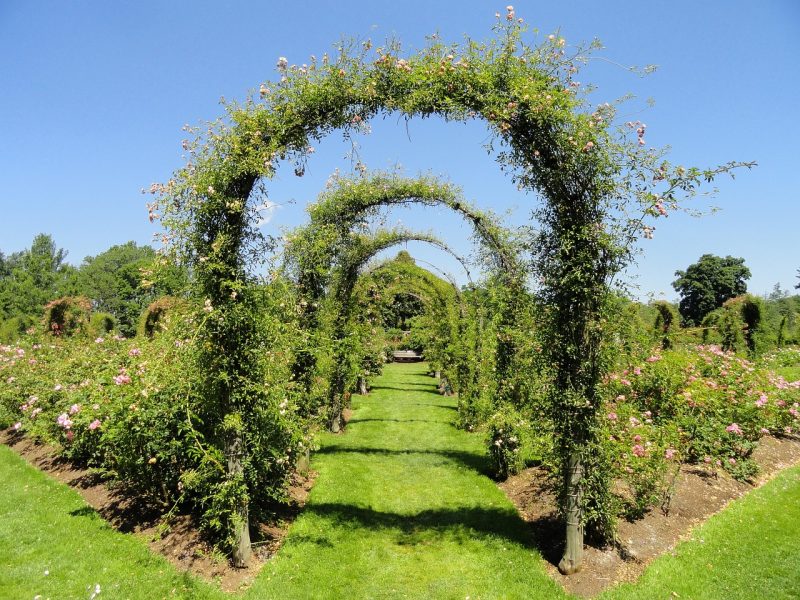 How to Make the Most of Your Garden with Trellises - Mazero agrifood ...